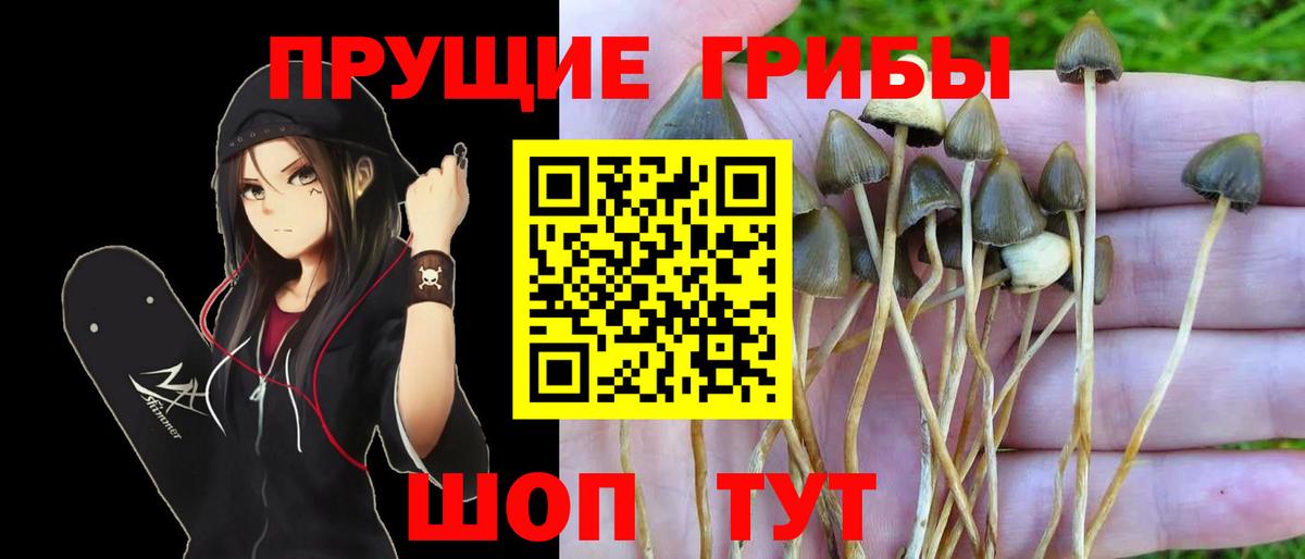Псилоцибиновые грибы мицелий  Вход с VPN  Выкса  Псилоцибиновые грибы мухоморы 